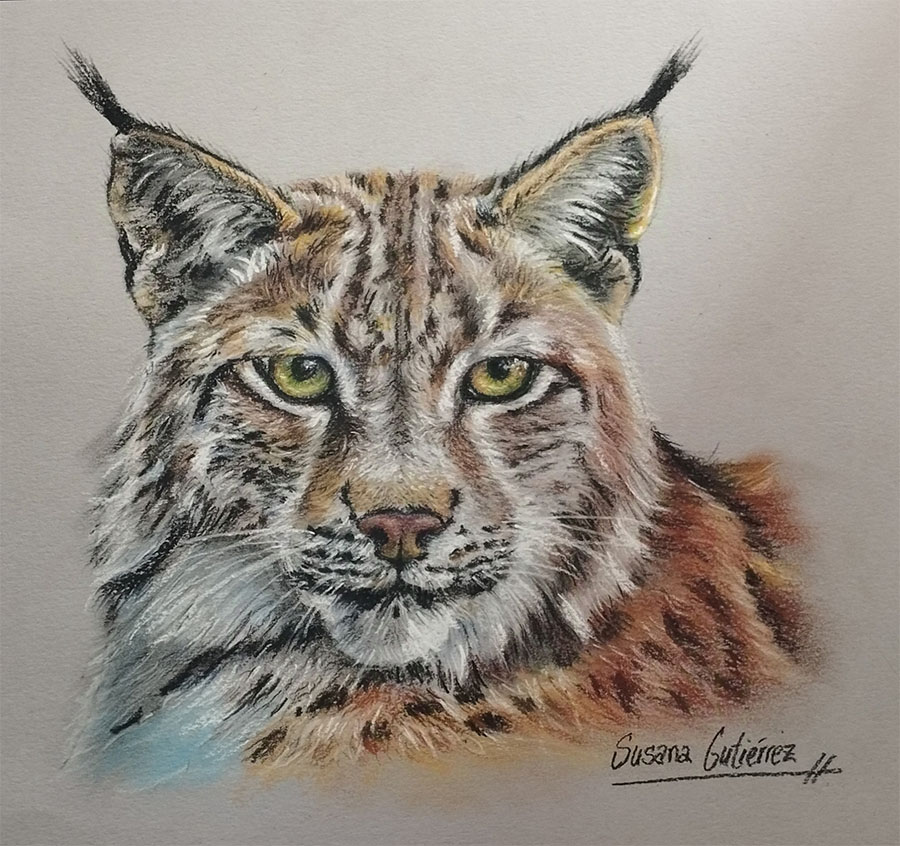 lince iberico en pastel
